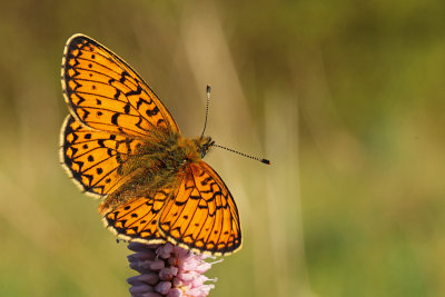 Ringoogparelmoervlinder, Randring Perlmutterfalter