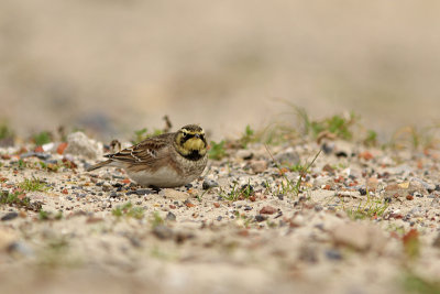 Strandleeuwerik