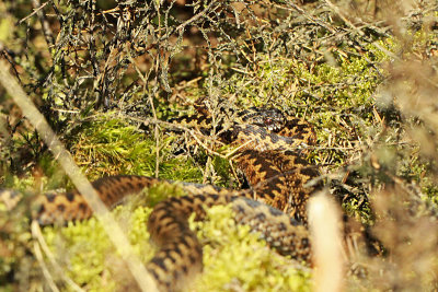 Adder