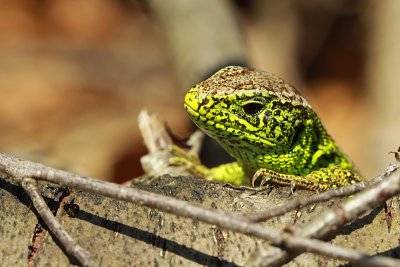 Zandhagedis