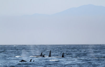 Orca - Killer Whale (Orcinus orca)