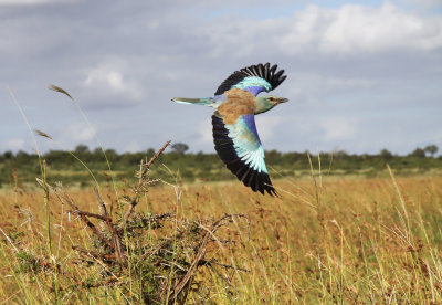 European roller (Coracias garrulus)