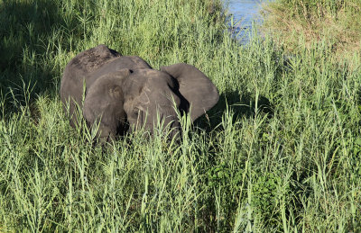 African Bush Elephant (Loxodonta africana)