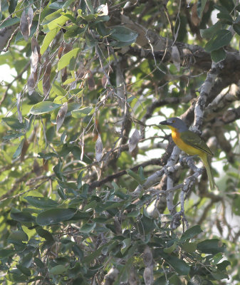 Grey-headed Bushshrike (Malaconotus blanchoti)