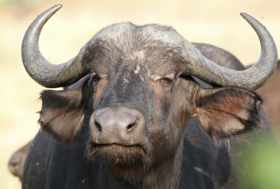 Cape Buffalo (Syncerus caffer)