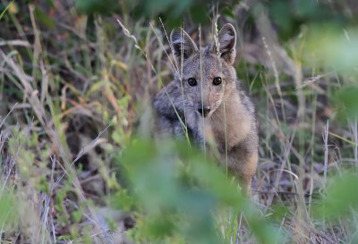 Side-striped Jackal (Canis adustus)