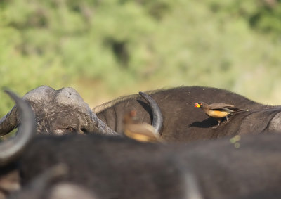 Yellow-billed Oxpecker (Buphagus africanus)