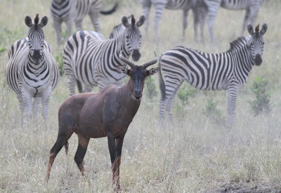 Tsessebe (Damaliscus lunatus)