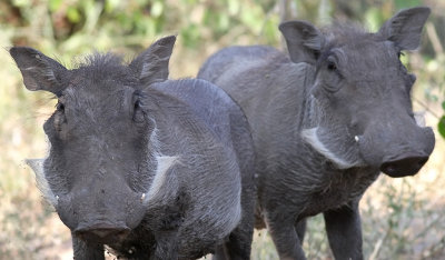 Common Warthog (Phacochoerus africanus)