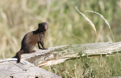 Common Dwarf Mongoose (Helogale parvula)