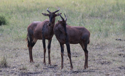 Tsessebe (Damaliscus lunatus)