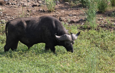 Cape Buffalo (Syncerus caffer)