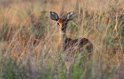 Steenbok (Raphicerus campestris)