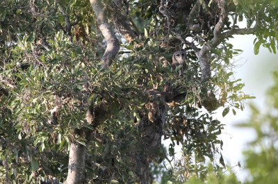 Verreaux's Eagle-Owl (Bubo lacteus)