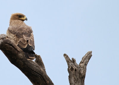 Wahlberg's Eagle (Hieraaetus wahlbergi)