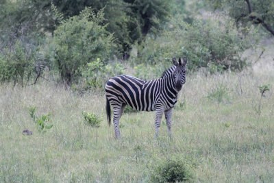 Plains Zebra (Equus quagga)