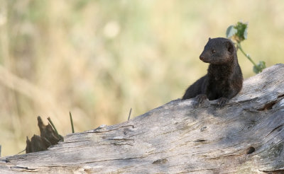 Common Dwarf Mongoose (Helogale parvula)