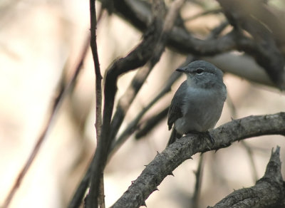 African dusky flycatcher (Muscicapa adusta)