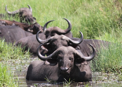 Cape Buffalo (Syncerus caffer)