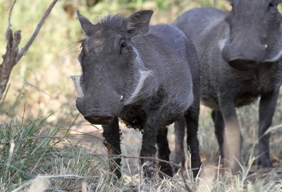 Common Warthog (Phacochoerus africanus)