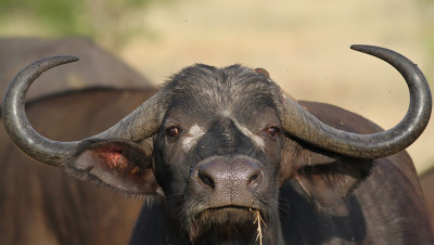 Cape Buffalo (Syncerus caffer)