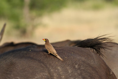 Yellow-billed Oxpecker (Buphagus africanus)