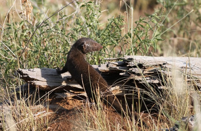 Common Dwarf Mongoose (Helogale parvula)