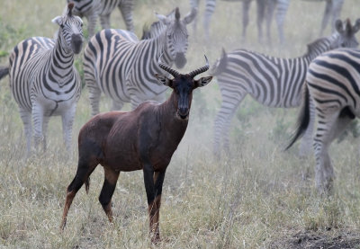 Tsessebe (Damaliscus lunatus)