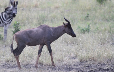 Tsessebe (Damaliscus lunatus)