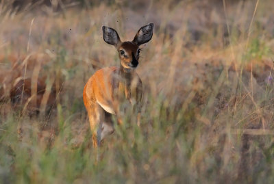 Steenbok (Raphicerus campestris)