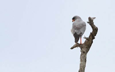 Dark Chanting Goshawk (Melierax metabates)