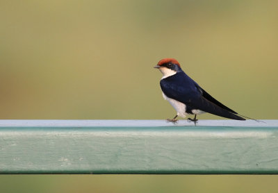 Wire-tailed Swallow (Hirundo smithii)