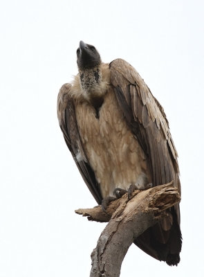 White-backed Vulture (Gyps africanus)