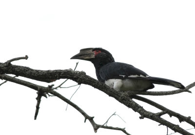 Trumpeter Hornbill (Bycanistes bucinator)