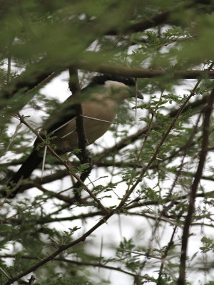 Tropical Boubou (Laniarius aethiopicus)