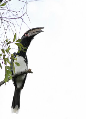 Trumpeter Hornbill (Bycanistes bucinator)