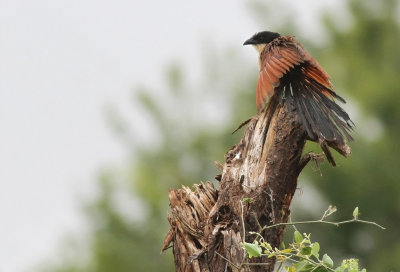 Burchell's Coucal (Centropus burchelli)