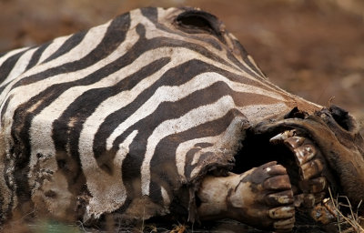 Plains Zebra (Equus quagga)