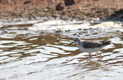 Marsh Sandpiper (Tringa stagnatilis)