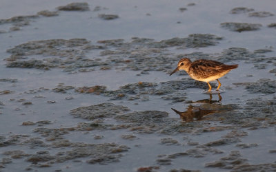 Long-toed Stint (Calidris subminuta)