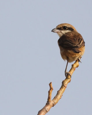 Brown Shrike (Lanius cristatus)