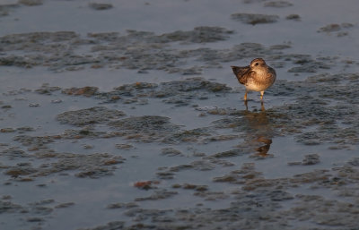 Long-toed Stint (Calidris subminuta)