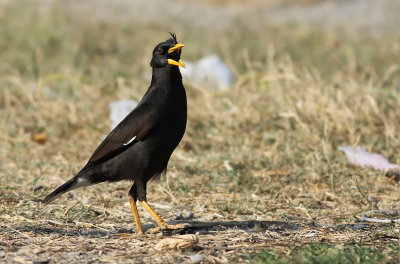 White-vented Myna (Acridotheres javanicus)