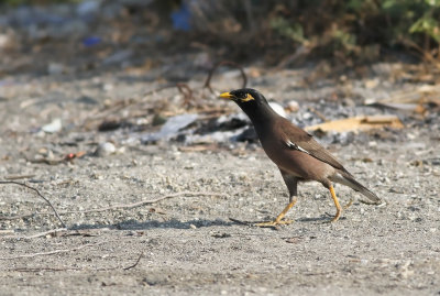 Common Myna (Acridotheres tristis)