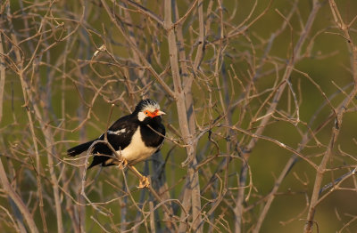 Asian Pied Starling (Gracupica contra)