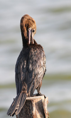 Little Cormorant (Microcarbo niger)