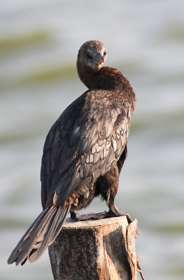 Little Cormorant (Microcarbo niger)