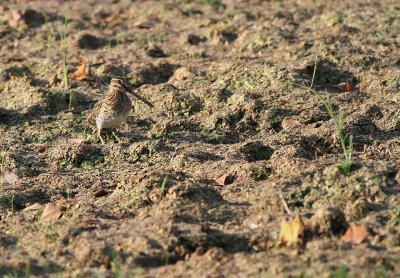 Pin-tailed Snipe (Gallinago stenura)