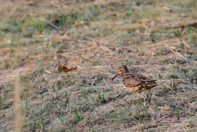 Pin-tailed Snipe (Gallinago stenura)