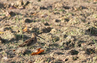Pin-tailed Snipe (Gallinago stenura)
